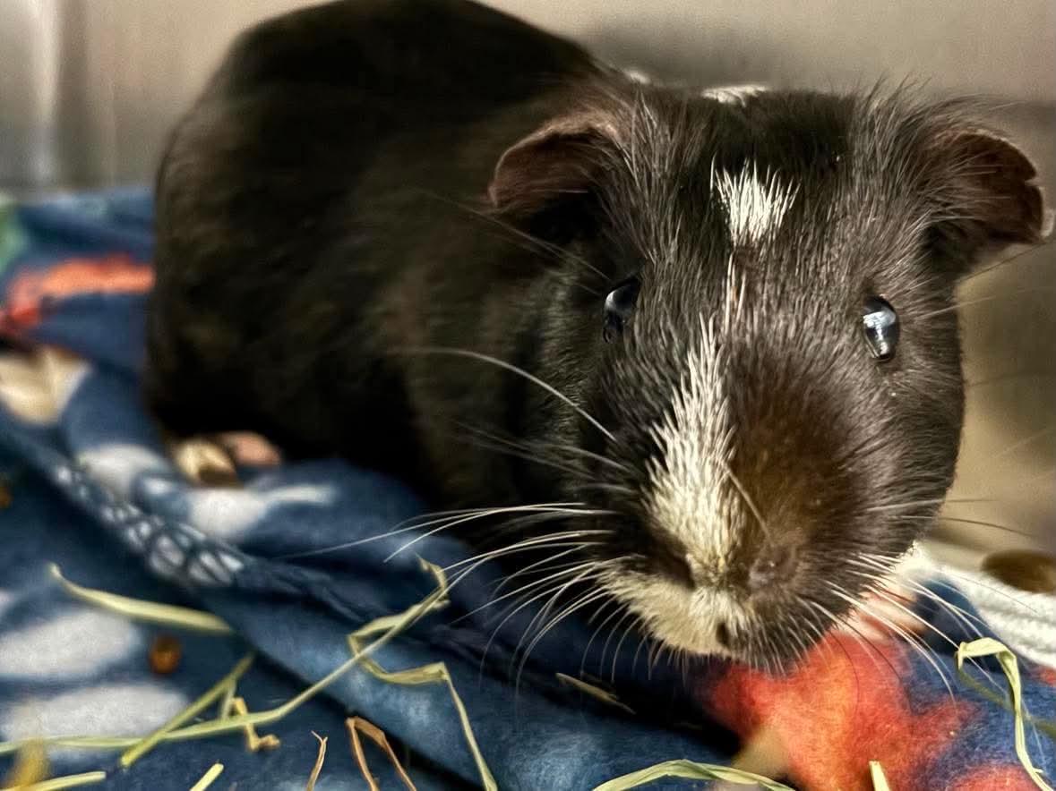 Sam - Not at shelter (Gina), a Adopted Guinea Pig in Rustburg, VA image 1/3