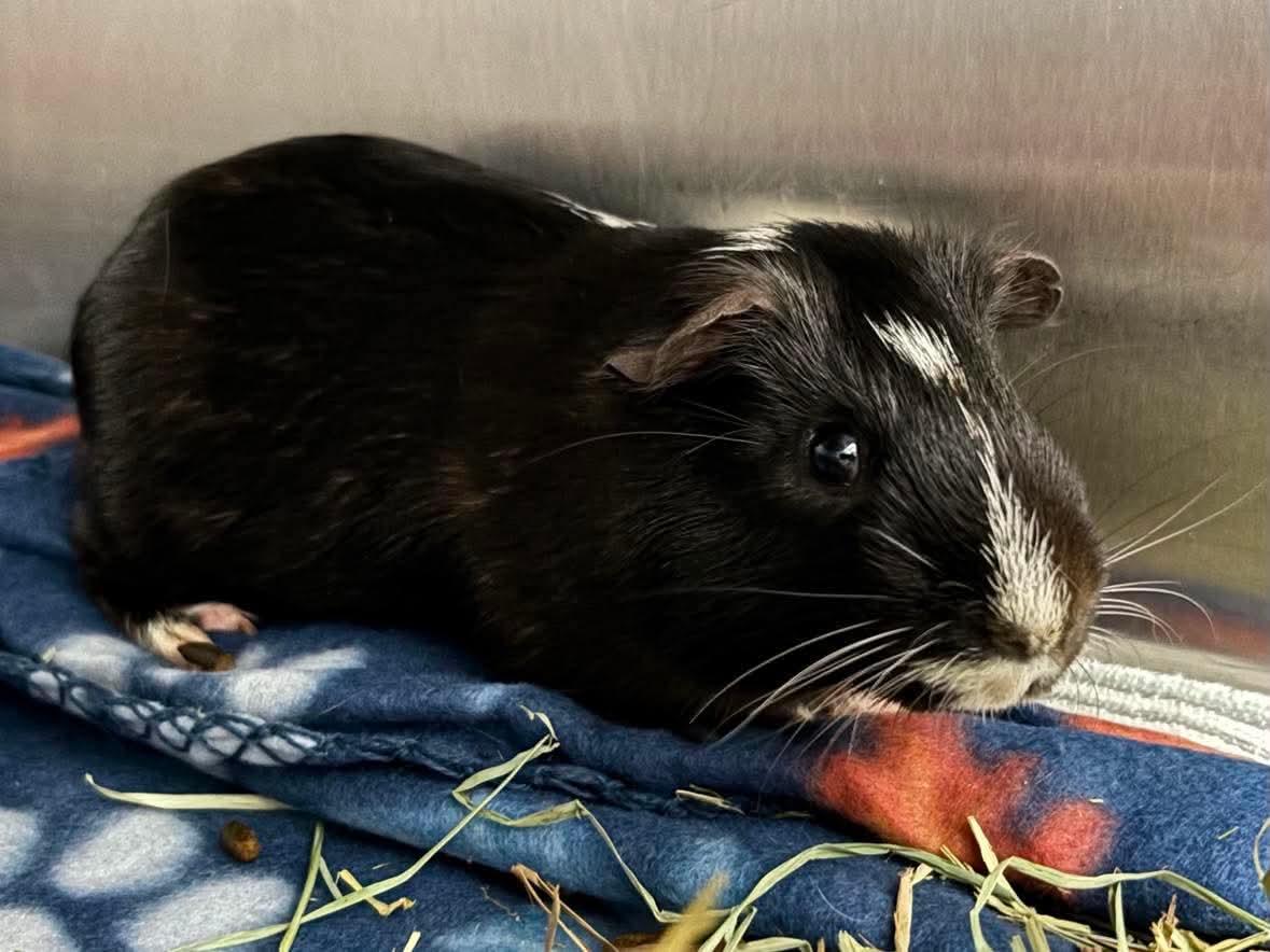 Sam - Not at shelter (Gina), a Adopted Guinea Pig in Rustburg, VA image 2/3