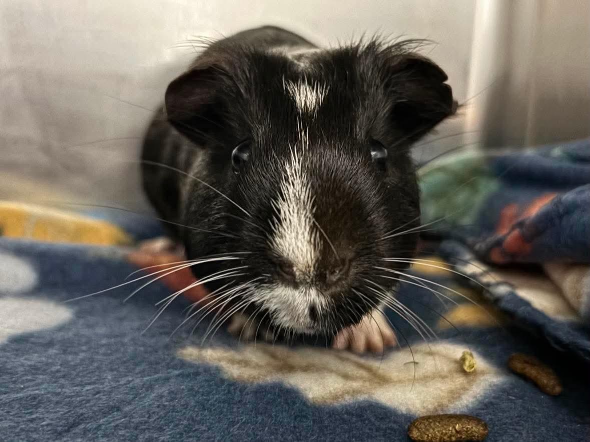 Sam - Not at shelter (Gina), a Adopted Guinea Pig in Rustburg, VA image 3/3