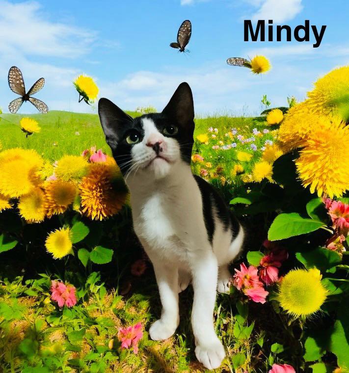 Enlarge Mindy, a Adoptable mixed breed in Lakeland, FL image 2/2