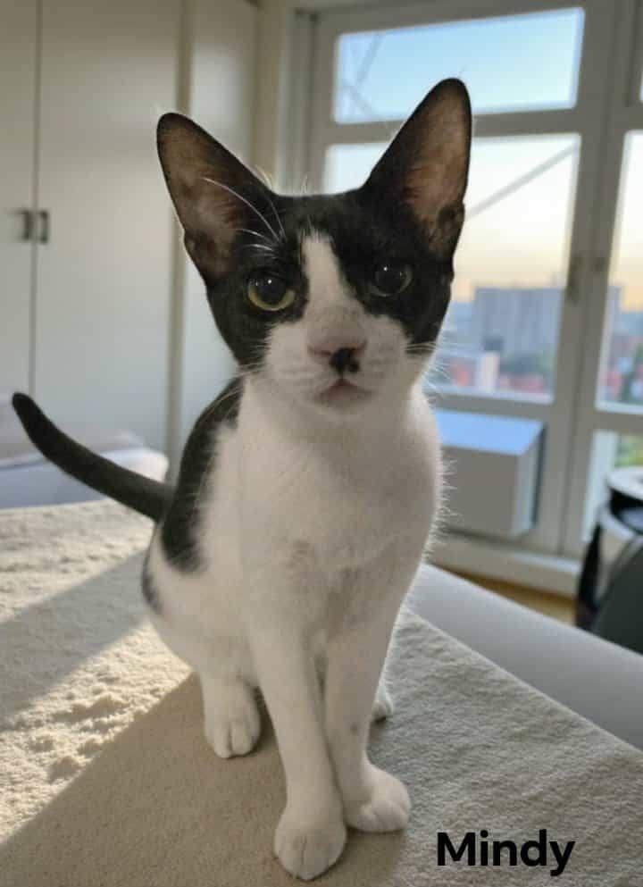 Mindy, Adoptable, Young Female American Shorthair.