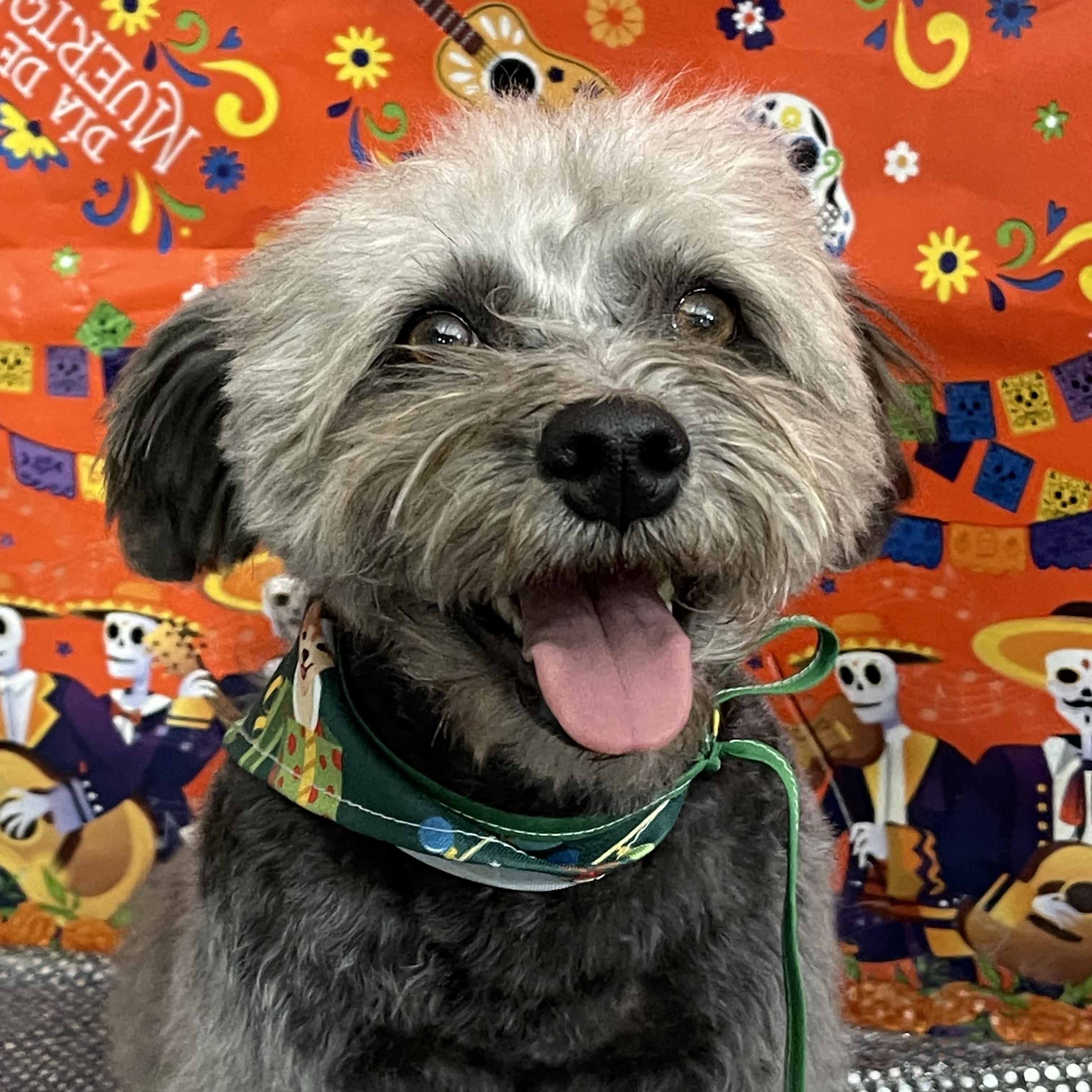 MATILDE 2 years 20 pounds, adopted, Adult Female Miniature Schnauzer & Poodle.