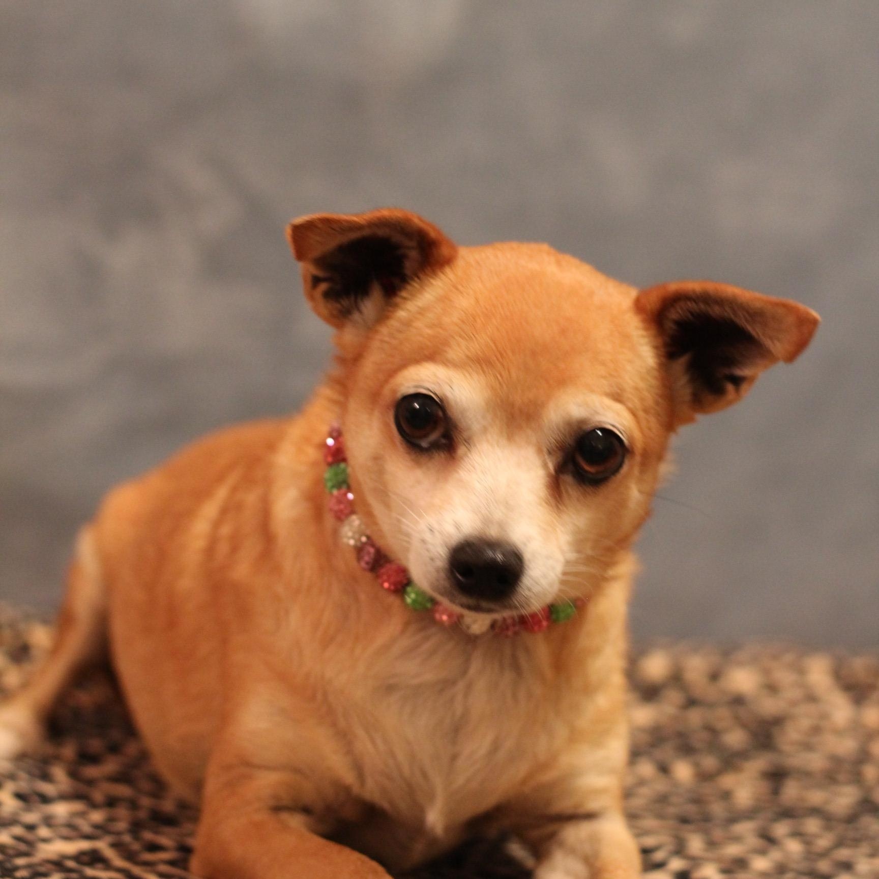 Enlarge Sunshine, an adopted Chihuahua in Yukon, OK image 1/3