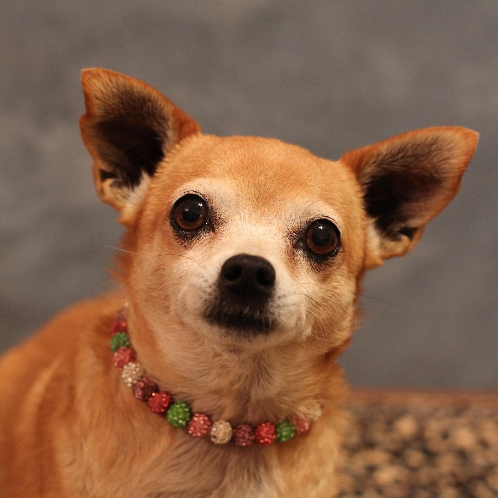 Enlarge Sunshine, an adopted Chihuahua in Yukon, OK image 2/3