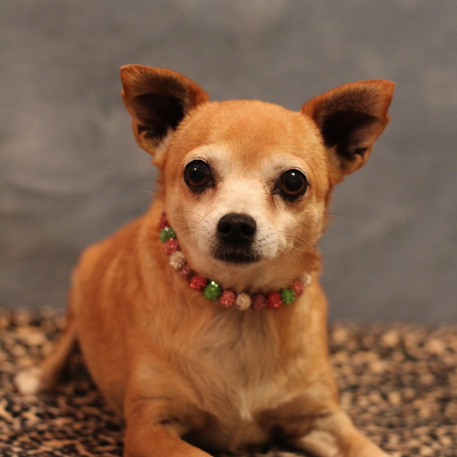 Enlarge Sunshine, an adopted Chihuahua in Yukon, OK image 3/3
