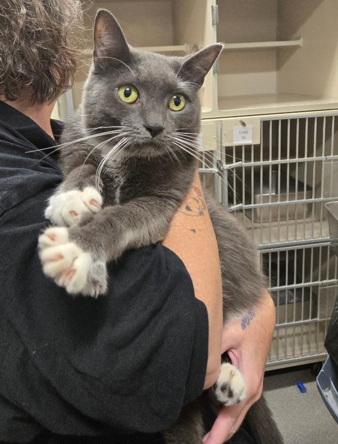 Sylvester, Adopted, Adult Male Domestic Short Hair.