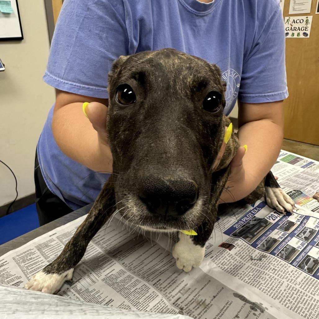Basil - 073106T, a Adoptable Mountain Cur in Tupelo, MS image 1/2