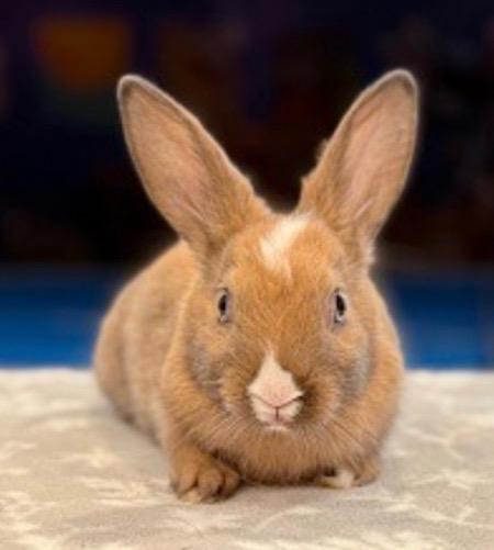 Harriet Potter, Adoptable, Young Female Dutch.