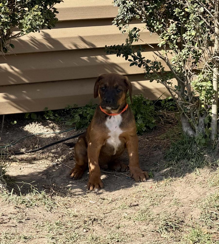 Enlarge DALLAS, a Adoptable mixed breed in Dutton, VA image 1/1