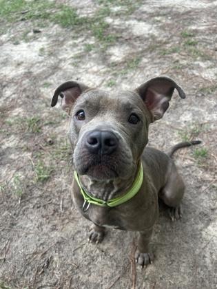 08505B Volvo, Adoptable, Adult Female Terrier & Mixed Breed.