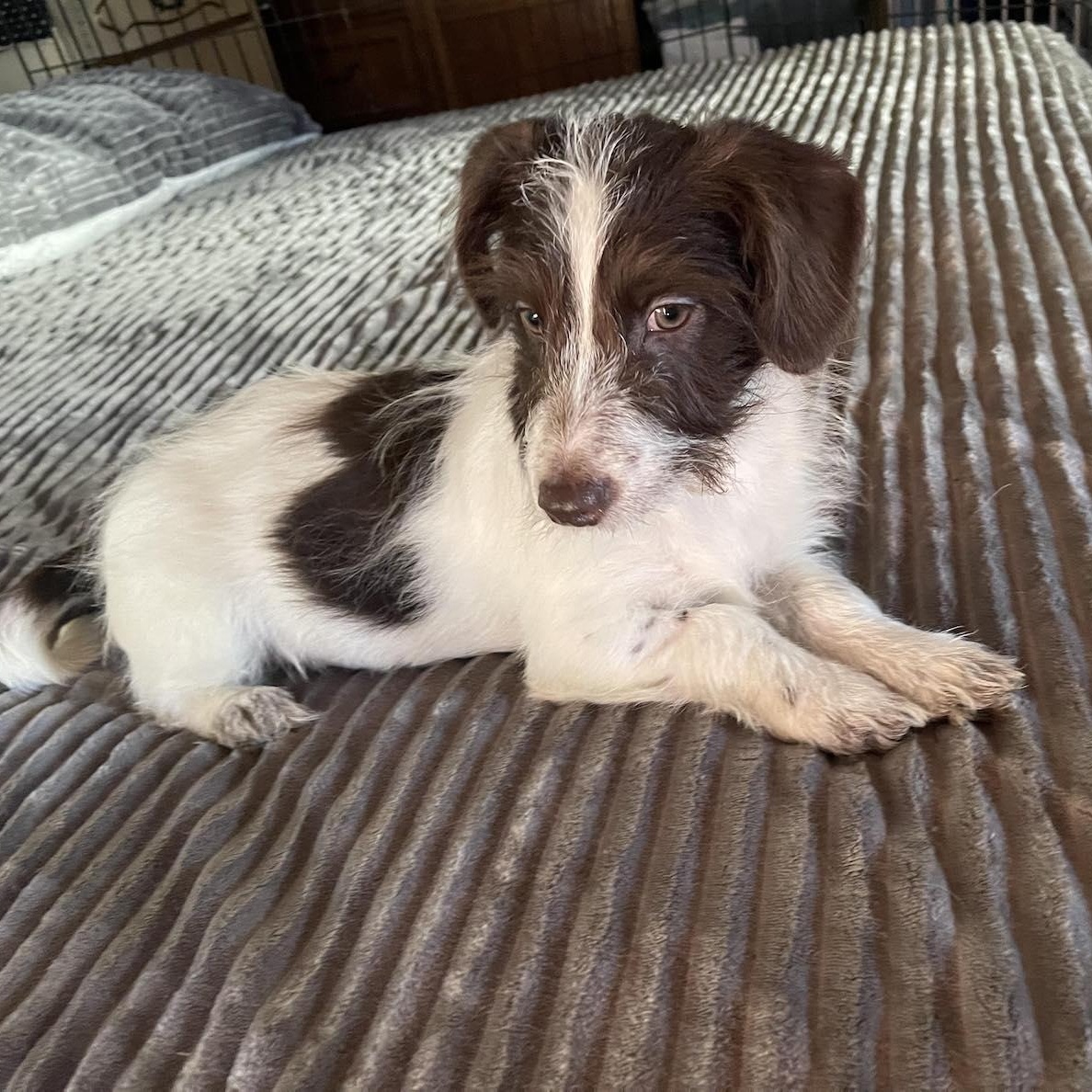 Enlarge LOLA 4 months 5 pounds, an adoptable mixed breed in san diego, CA image 4/5