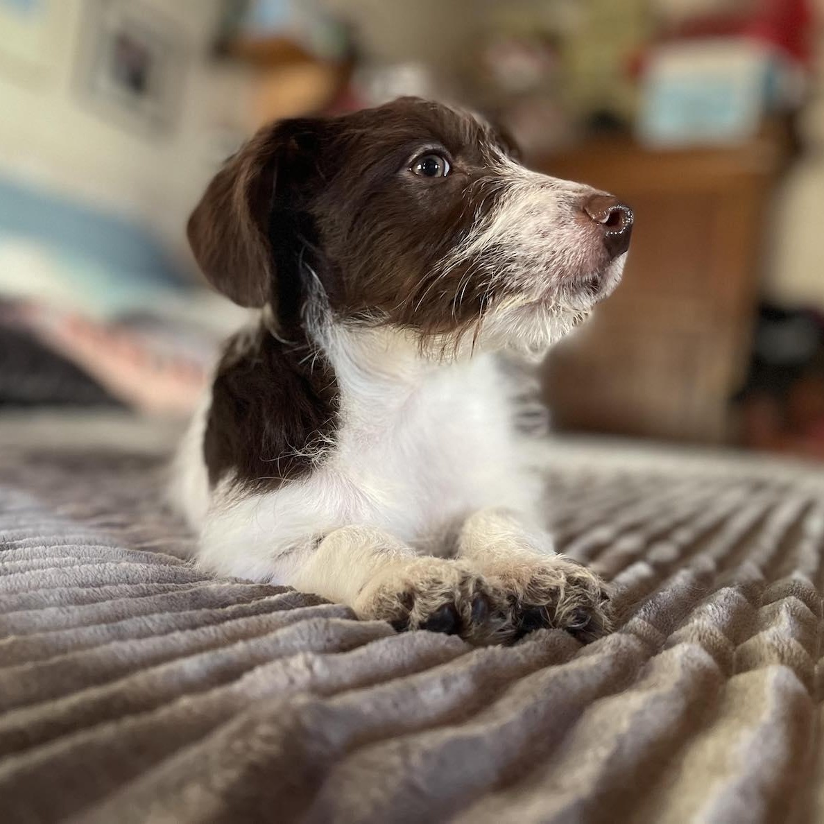 Enlarge LOLA 4 months 5 pounds, an adoptable mixed breed in san diego, CA image 3/5