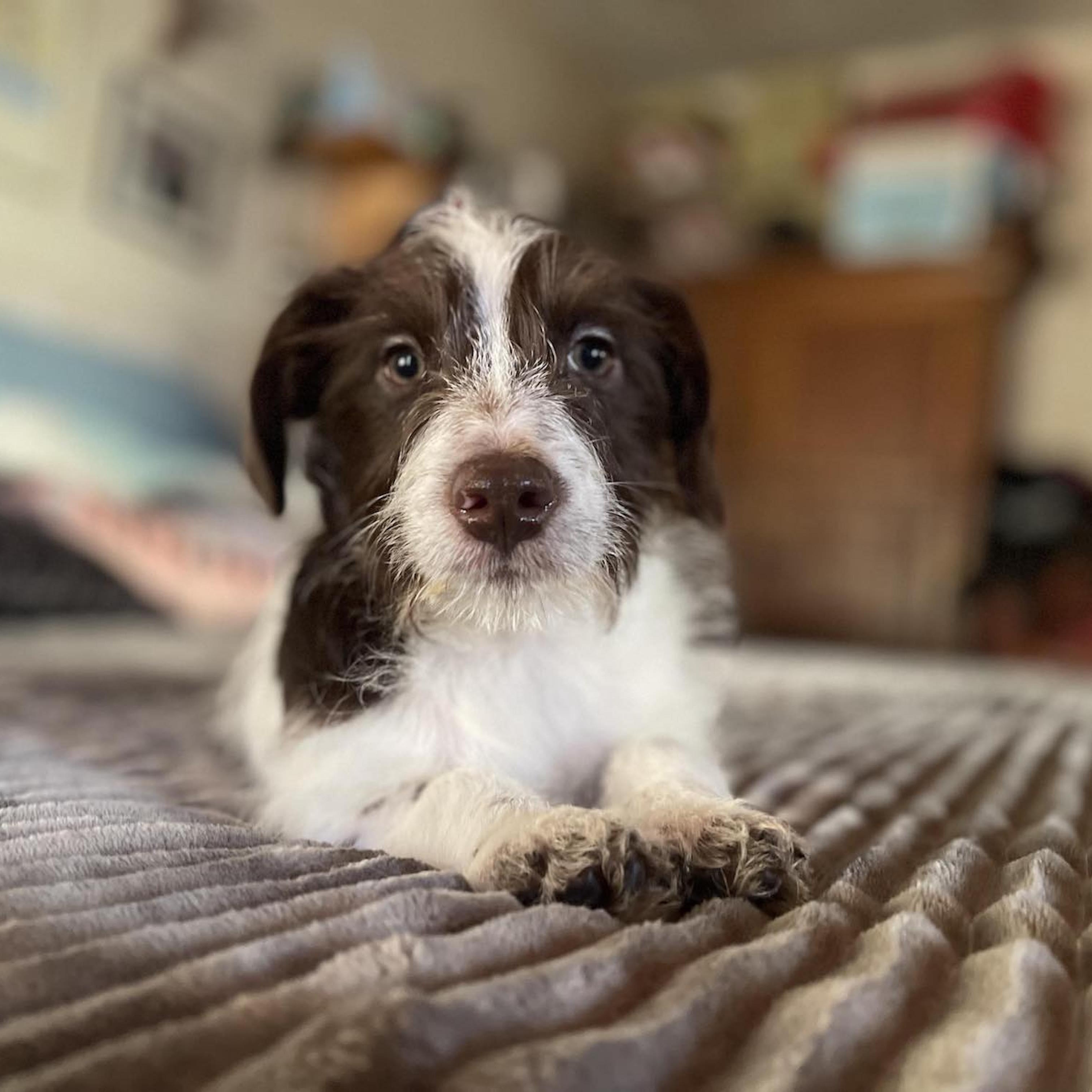 Enlarge LOLA 4 months 5 pounds, an adoptable mixed breed in san diego, CA image 5/5