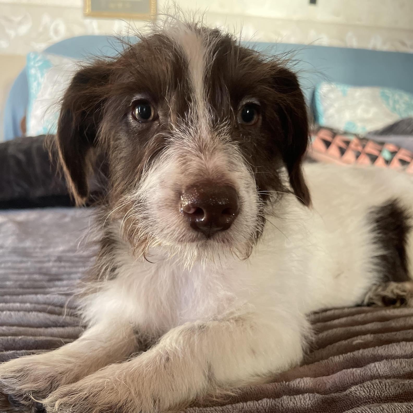 Enlarge LOLA 4 months 5 pounds, an adoptable mixed breed in san diego, CA image 1/5