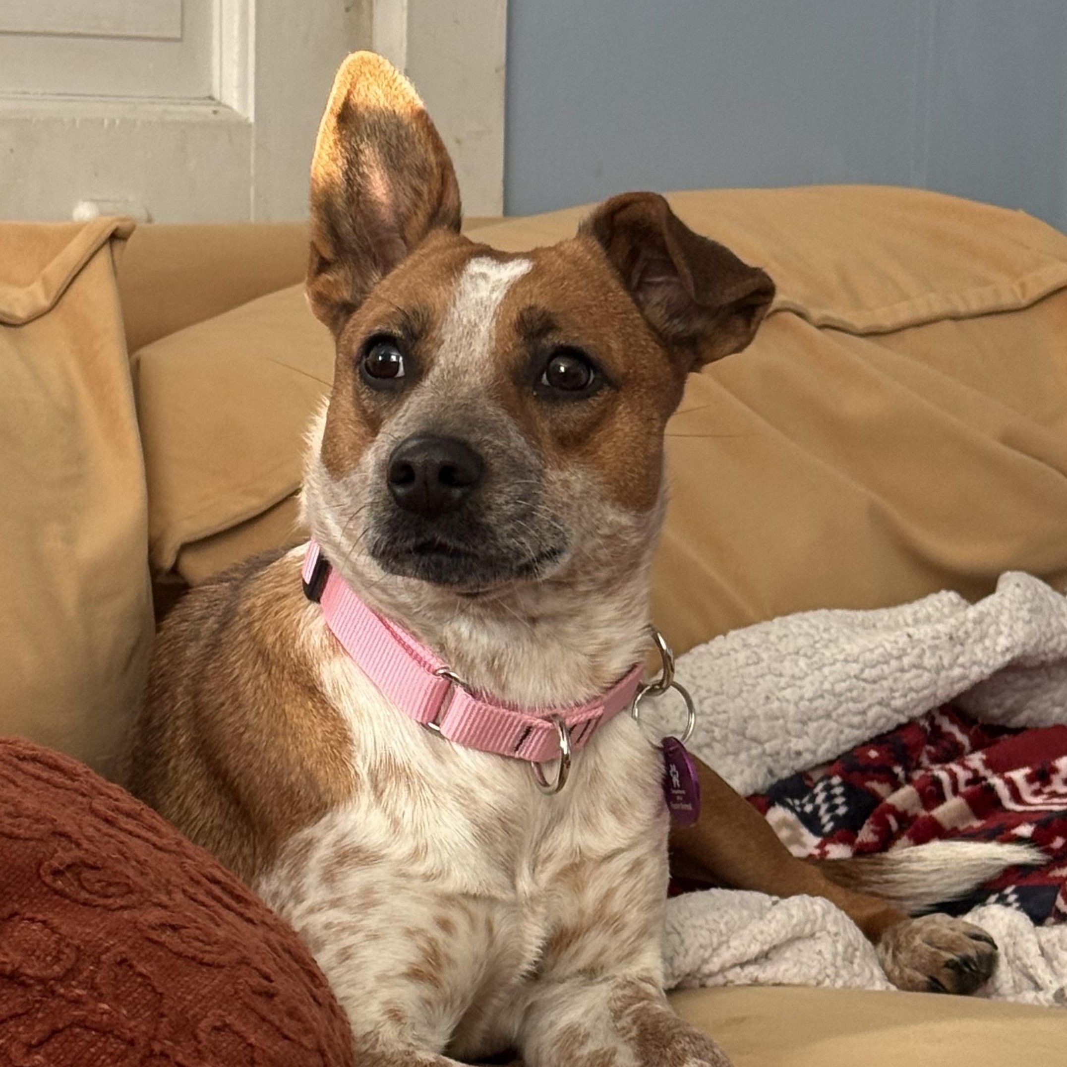 Honey, ADOPTABLE, Young Female Mixed Breed.