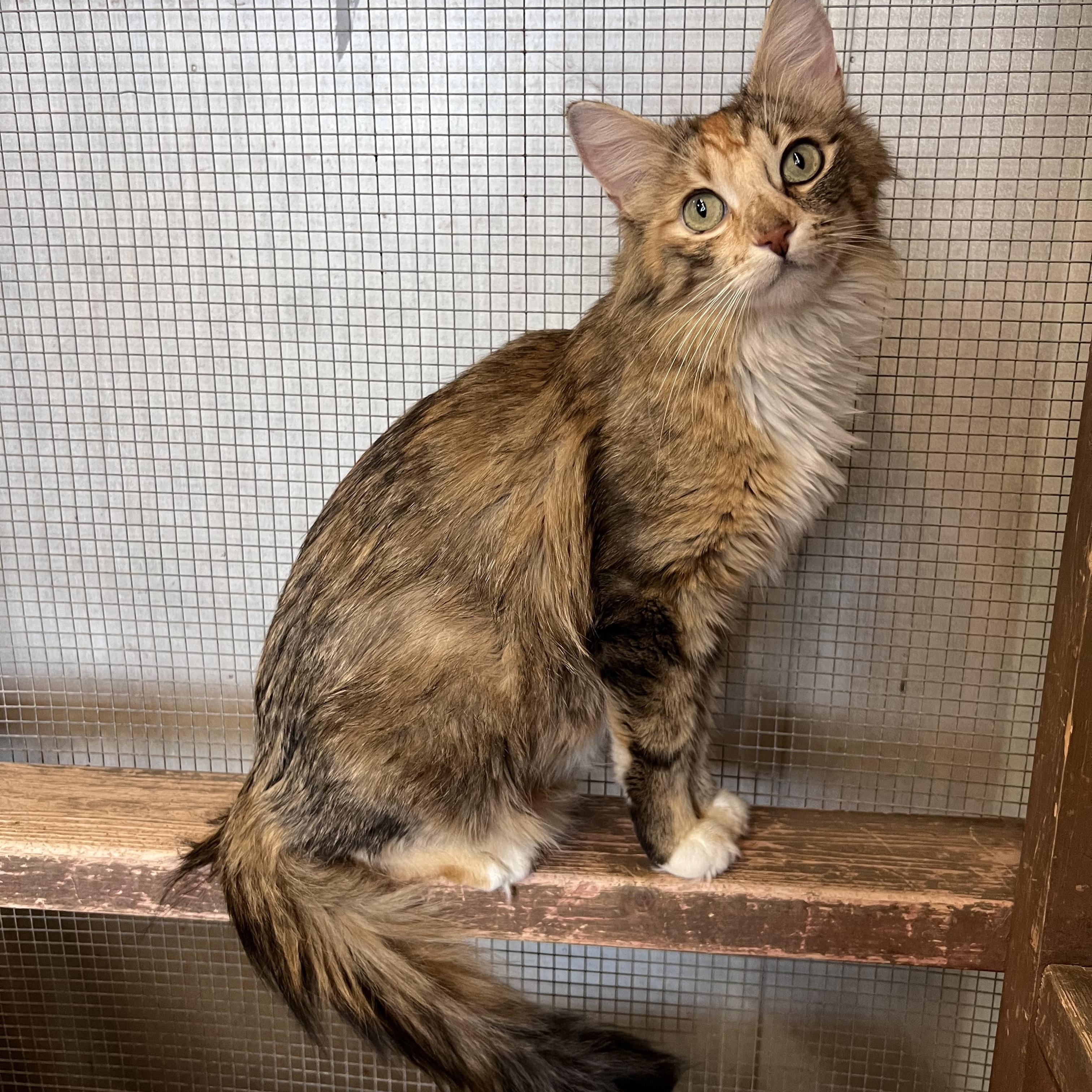 Pearl, Adoptable, Adult Female Domestic Long Hair.