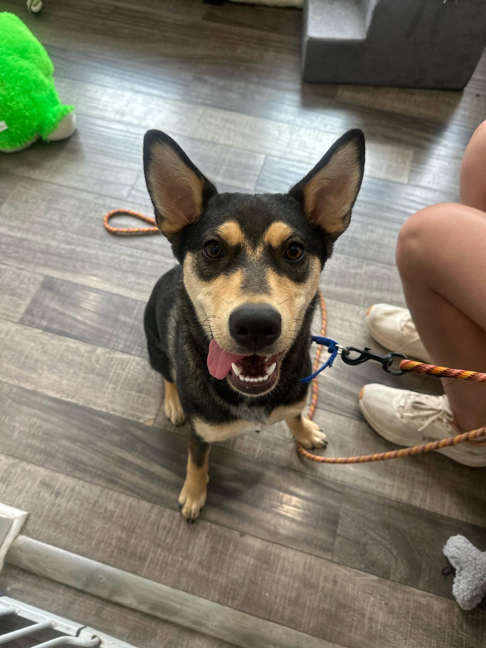 Enlarge Scout, a Adoptable Shepherd in Lake Hopatcong, NJ image 1/3