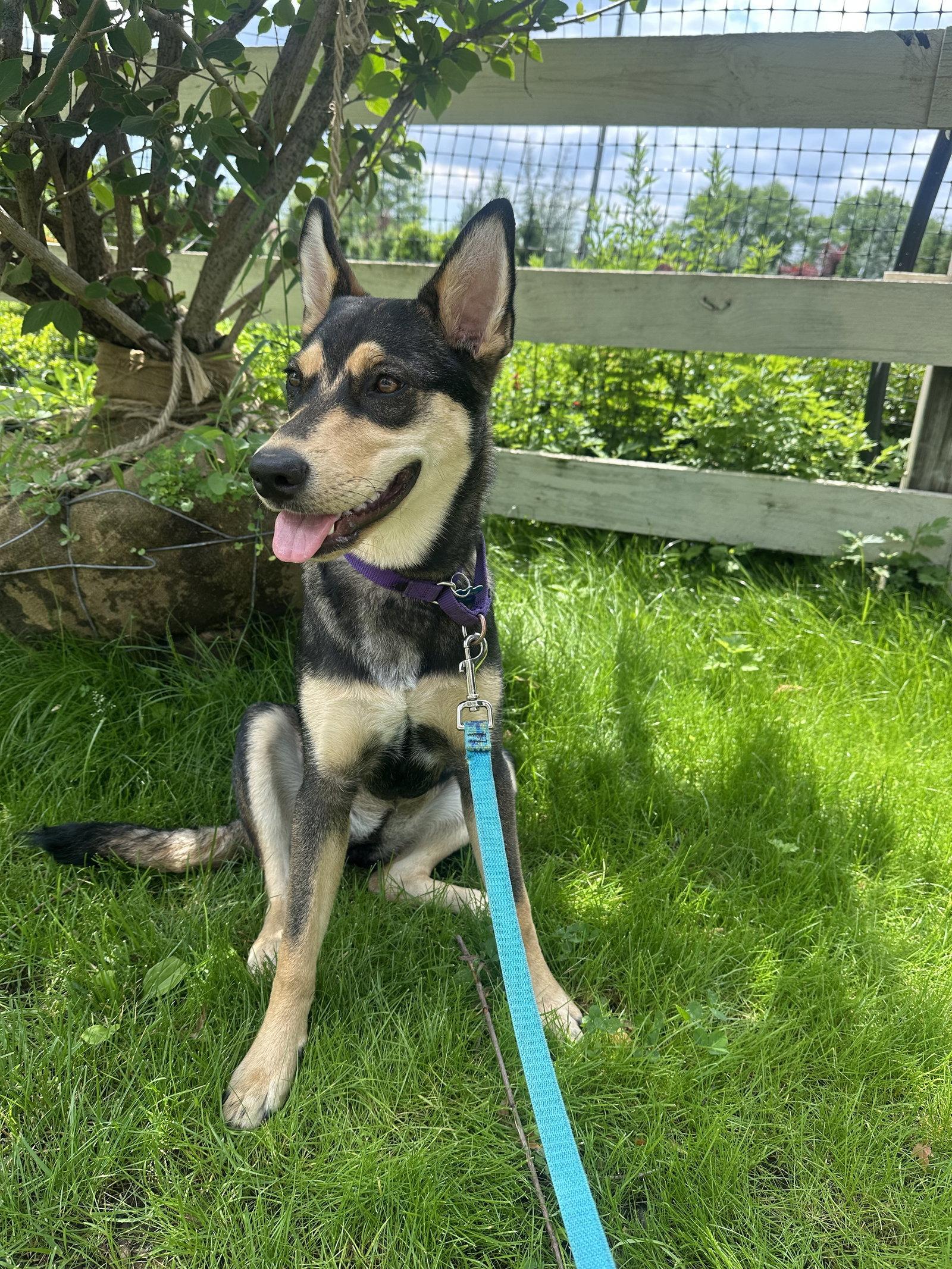 Enlarge Scout, a Adoptable Shepherd in Lake Hopatcong, NJ image 2/3