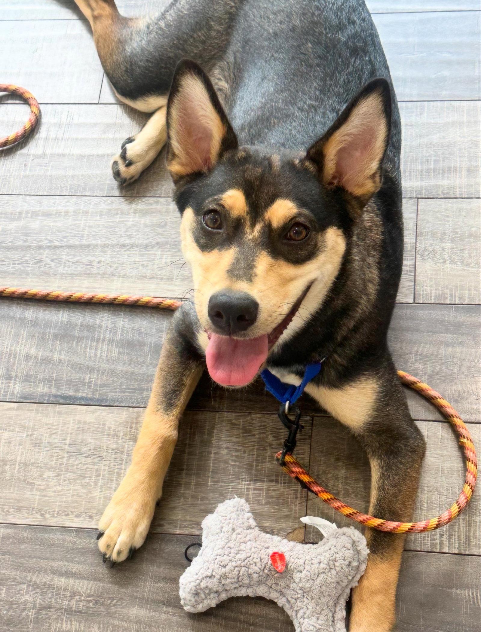 Enlarge Scout, a Adoptable Shepherd in Lake Hopatcong, NJ image 3/3