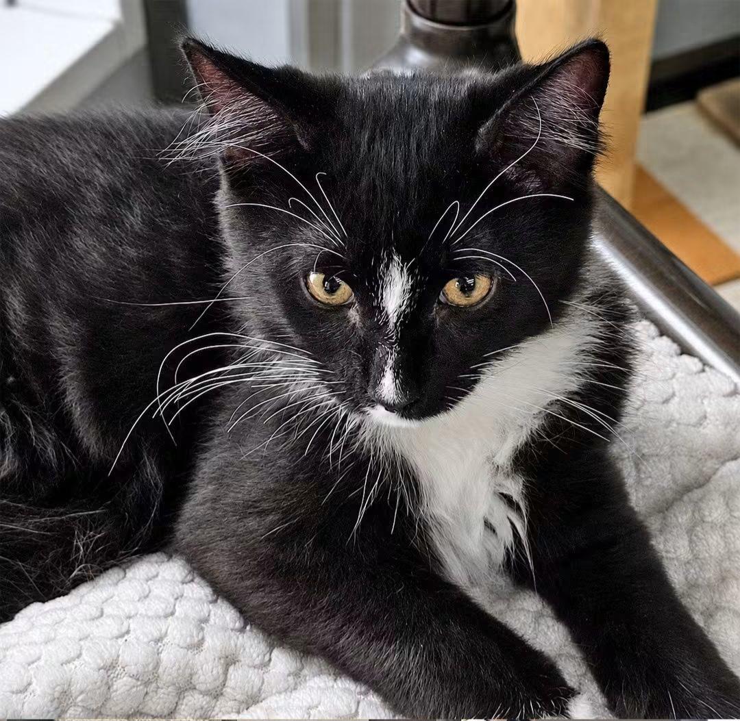 Enlarge Uno, a Adopted Domestic Medium Hair in Onley, VA image 4/4