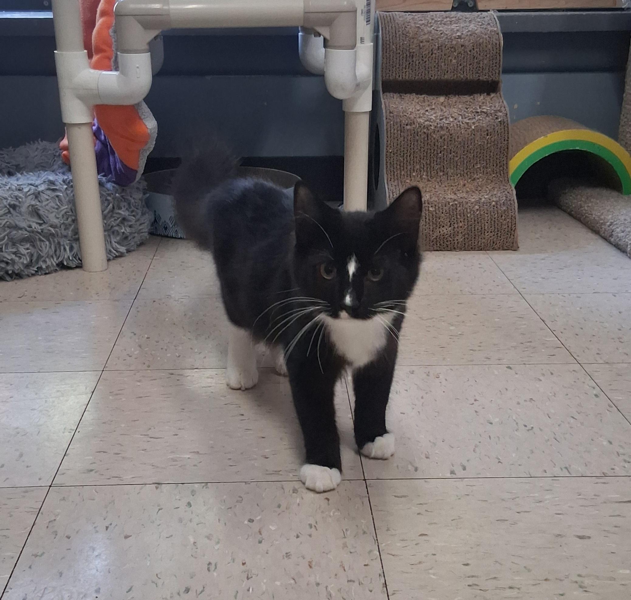 Enlarge Uno, a Adopted Domestic Medium Hair in Onley, VA image 3/4