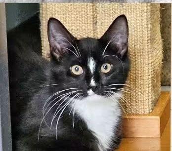 Uno, Adopted, Kitten Male Domestic Medium Hair.