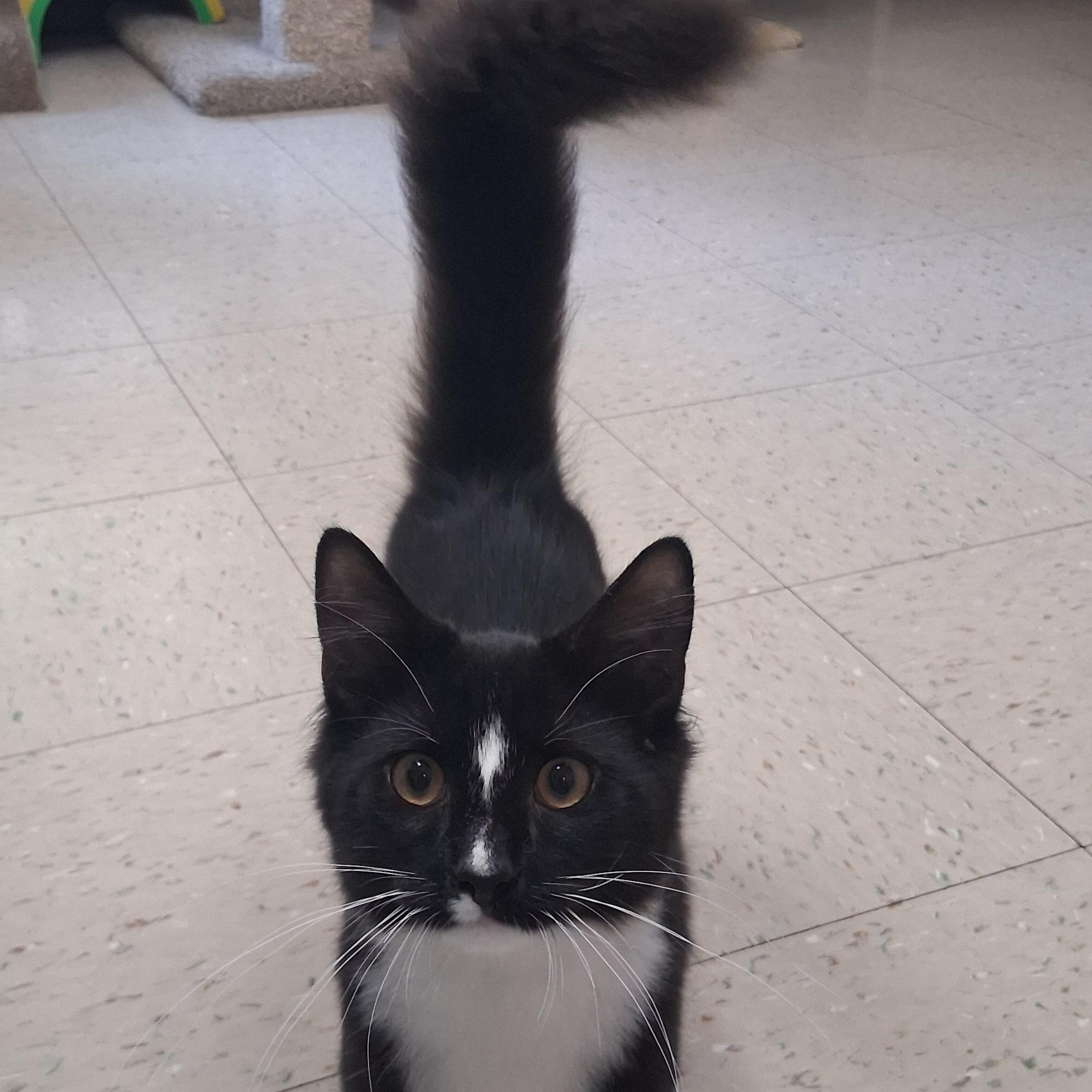 Enlarge Uno, a Adopted Domestic Medium Hair in Onley, VA image 2/4