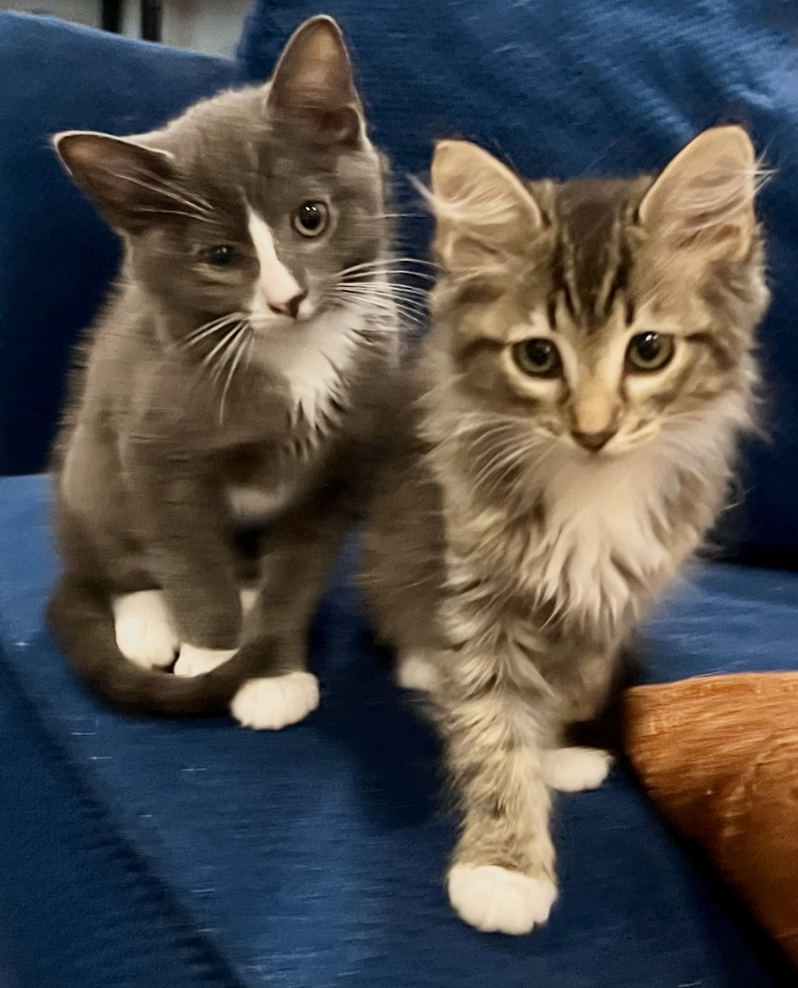 Truman and Barkley (BONDED BROTHERS), Adopted, Kitten Male American Shorthair.