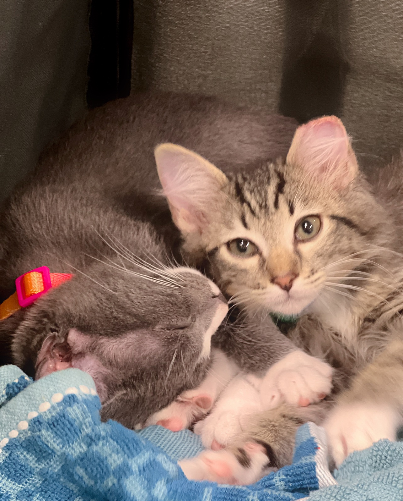 Enlarge Truman and Barkley (BONDED BROTHERS), a Adopted American Shorthair in Hilton Head Island, SC image 2/2
