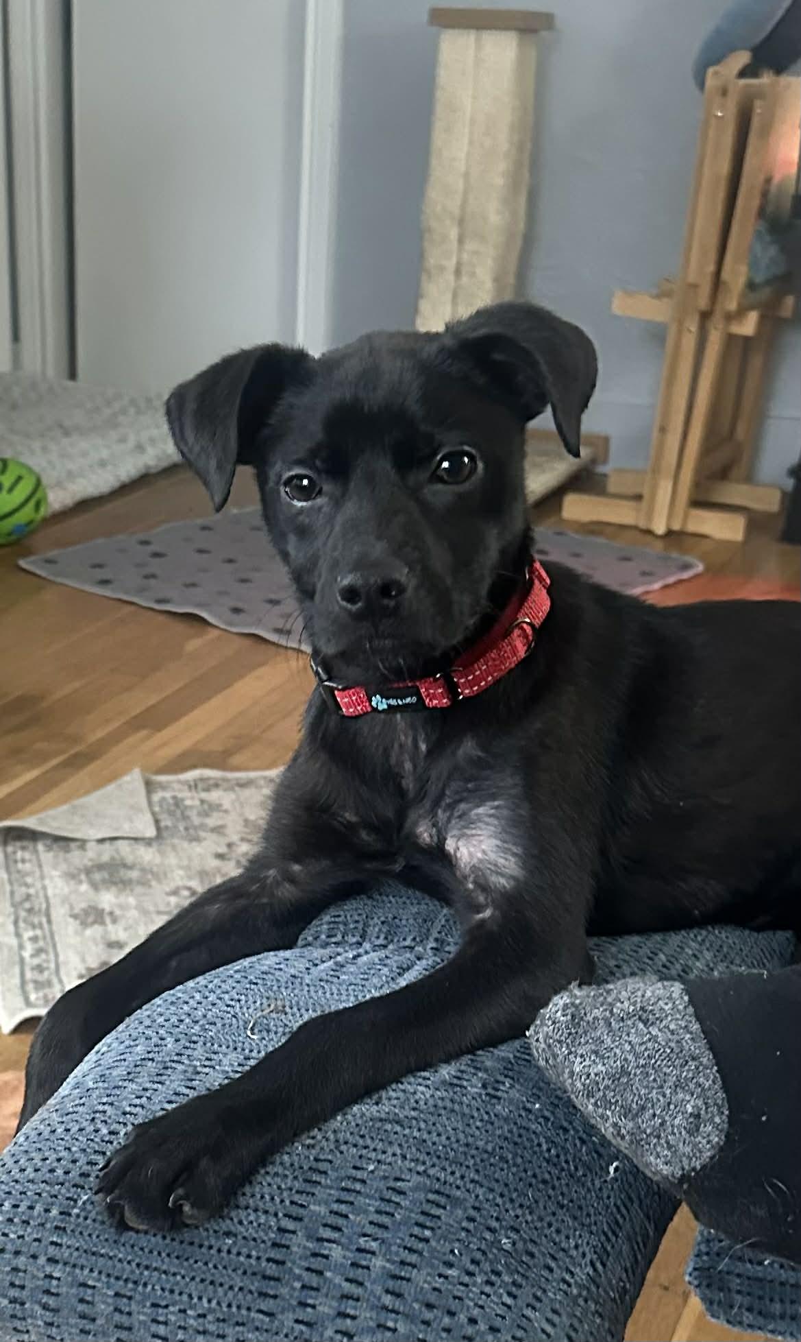 Enlarge Livvy, a ADOPTABLE mixed breed in Grand Rapids, MI image 1/3