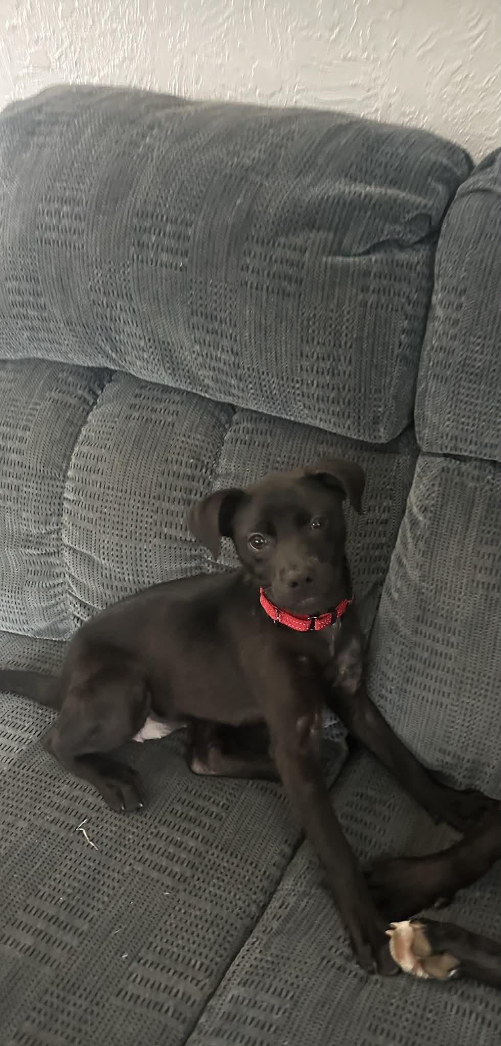 Enlarge Livvy, a ADOPTABLE mixed breed in Grand Rapids, MI image 2/3