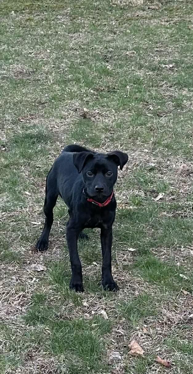 Enlarge Livvy, a ADOPTABLE mixed breed in Grand Rapids, MI image 1/4