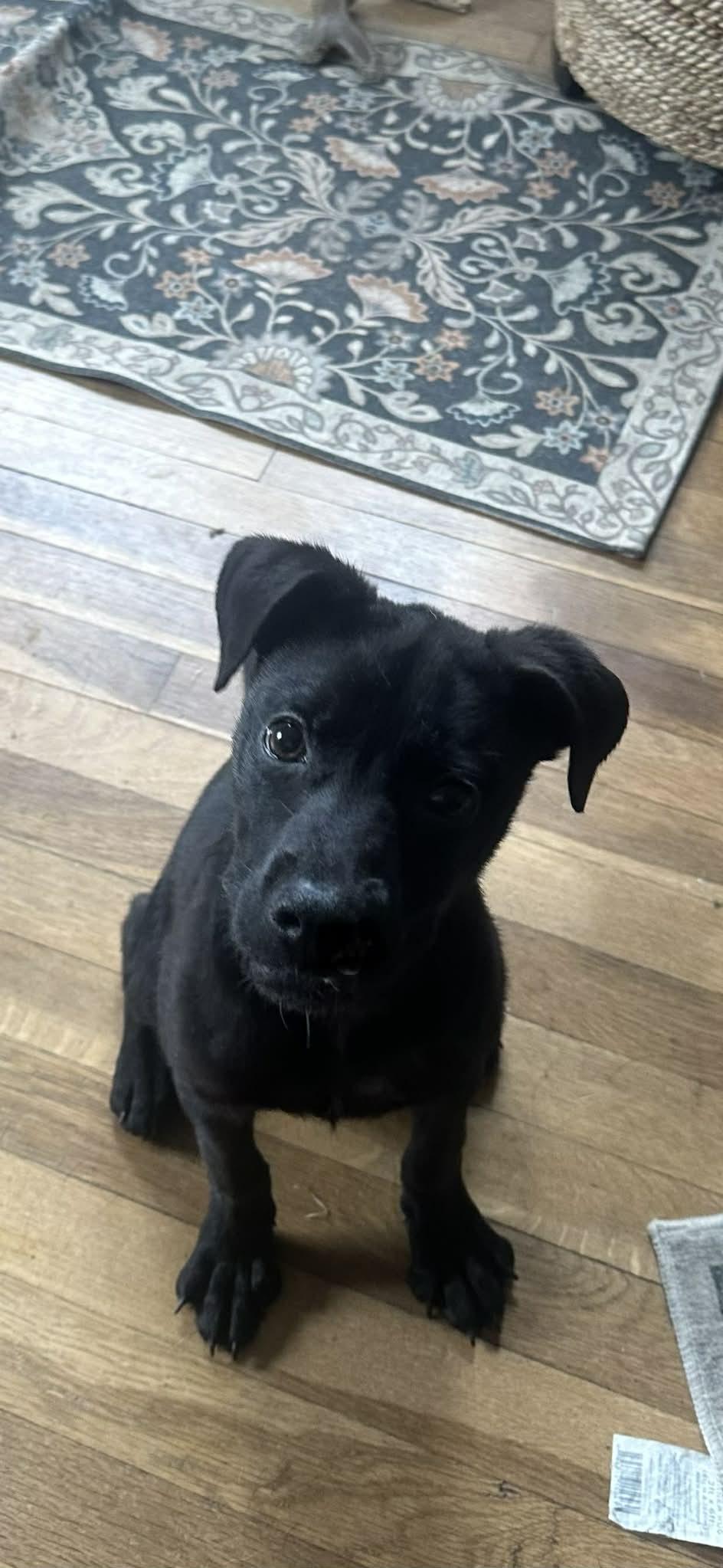 Enlarge Livvy, a ADOPTABLE mixed breed in Grand Rapids, MI image 3/3