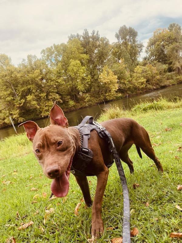 Hachi, Adopted, Adult Female Terrier.