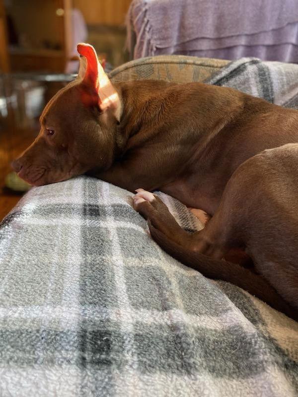 Hachi, a Adopted Terrier in Mc Cormick, SC image 2/3