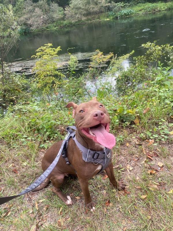 Hachi, a Adopted Terrier in Mc Cormick, SC image 3/3