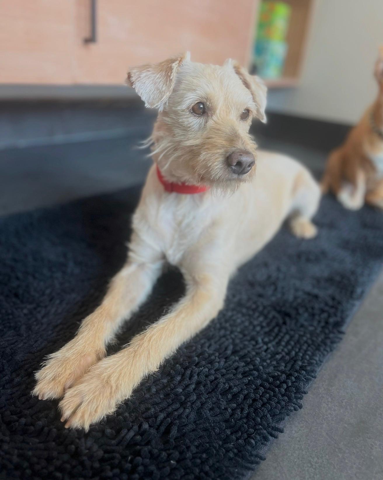 Enlarge Benji, a ADOPTABLE Wheaten Terrier in Santa Monica, CA image 4/5