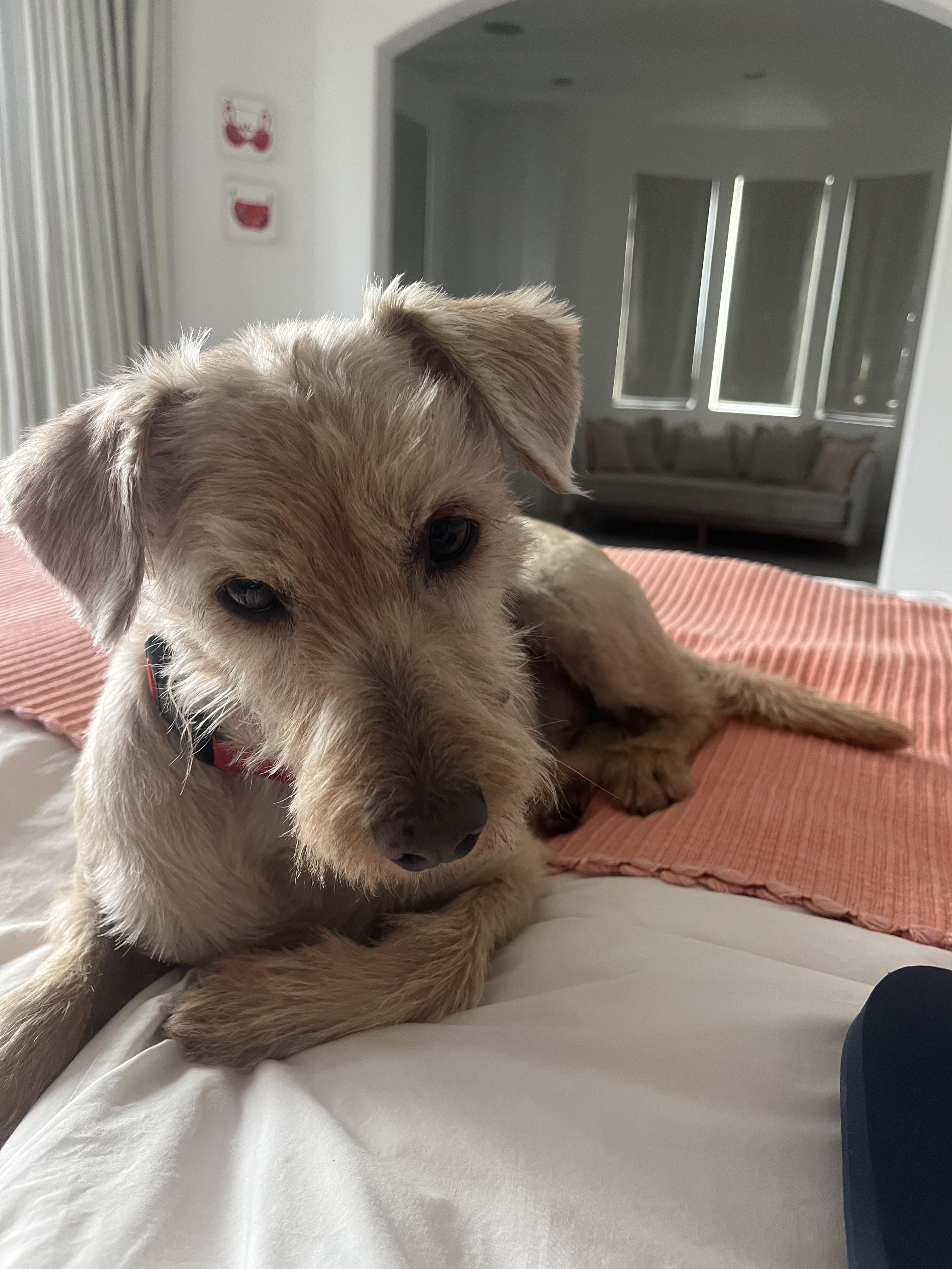 Enlarge Benji, a ADOPTABLE Wheaten Terrier in Santa Monica, CA image 5/5