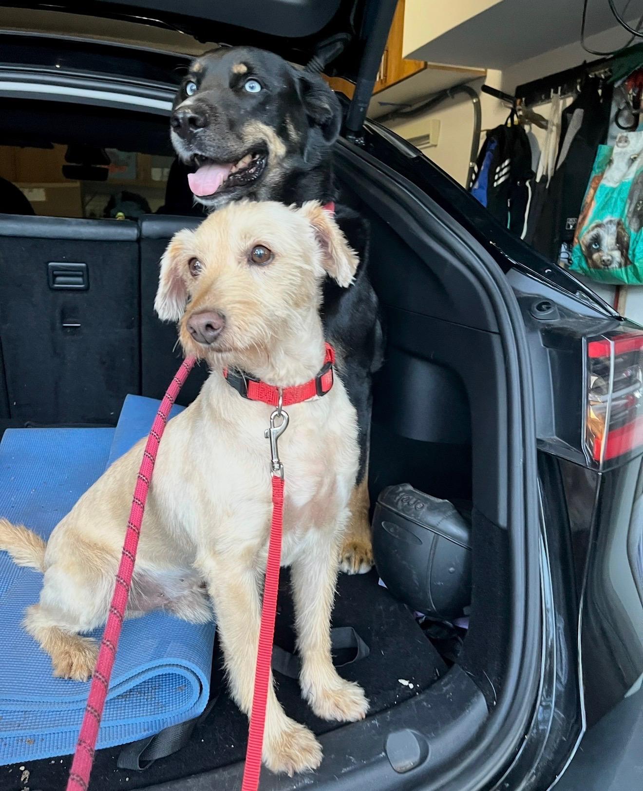 Enlarge Benji, a ADOPTABLE Wheaten Terrier in Santa Monica, CA image 3/5