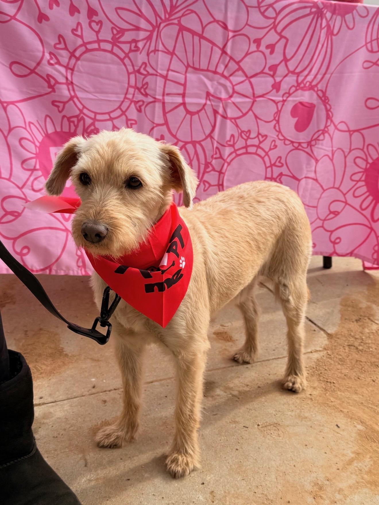 Enlarge Benji, a ADOPTABLE Wheaten Terrier in Santa Monica, CA image 2/5
