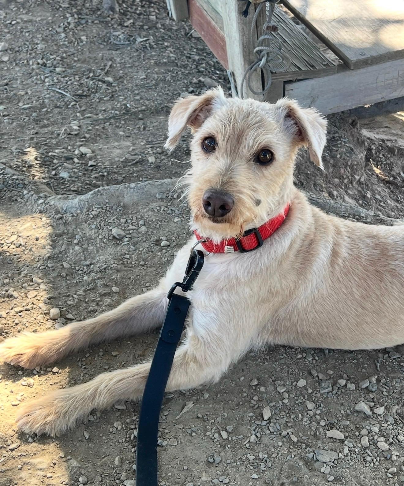 Benji, ADOPTABLE, Young Male Wheaten Terrier.