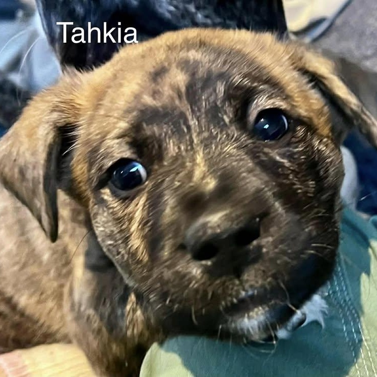 Tahki (20260202-01) — thumbnail 2