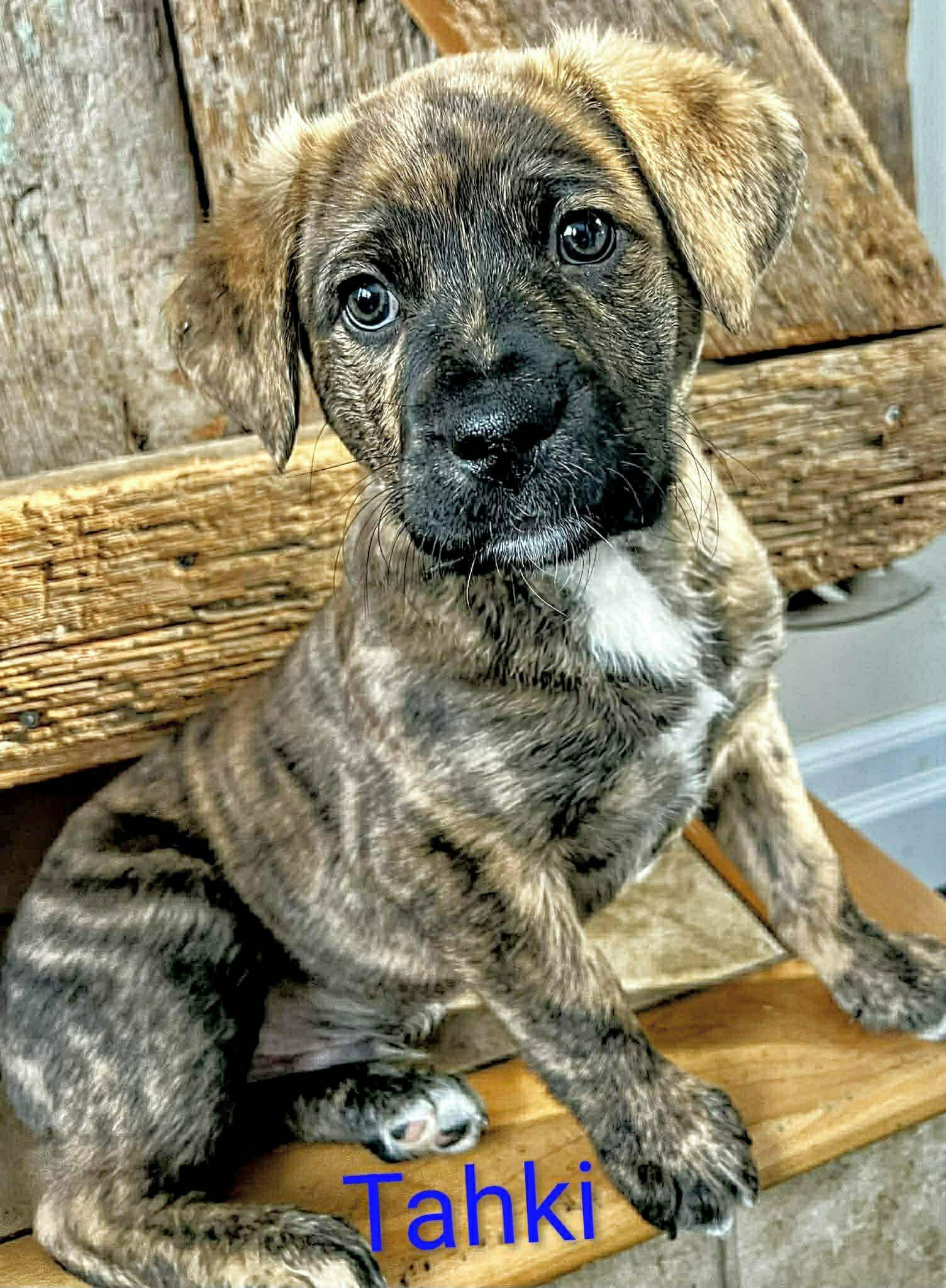 Tahki (20260202-01) — thumbnail 3