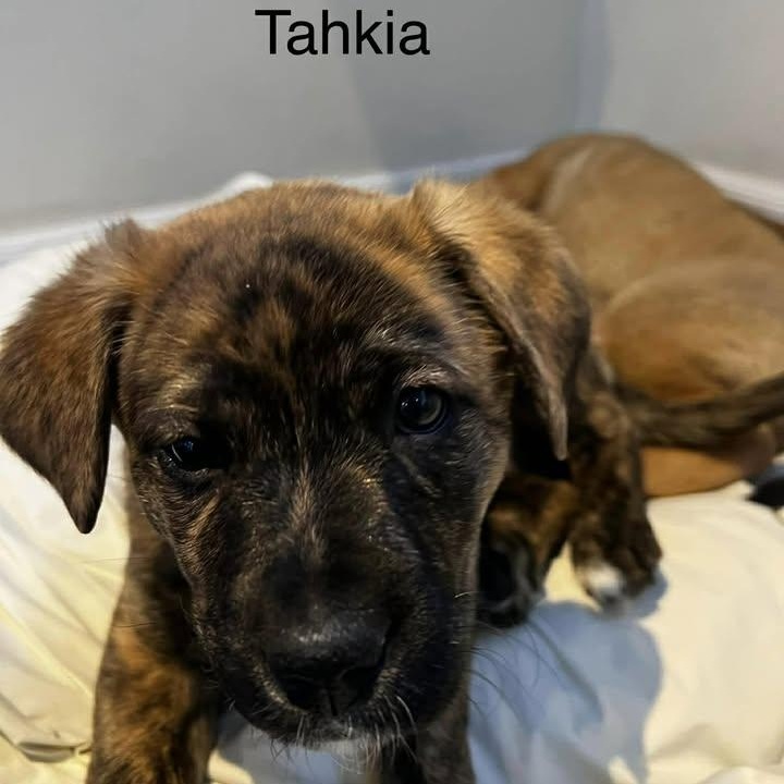 Tahki (20260202-01) — thumbnail 4