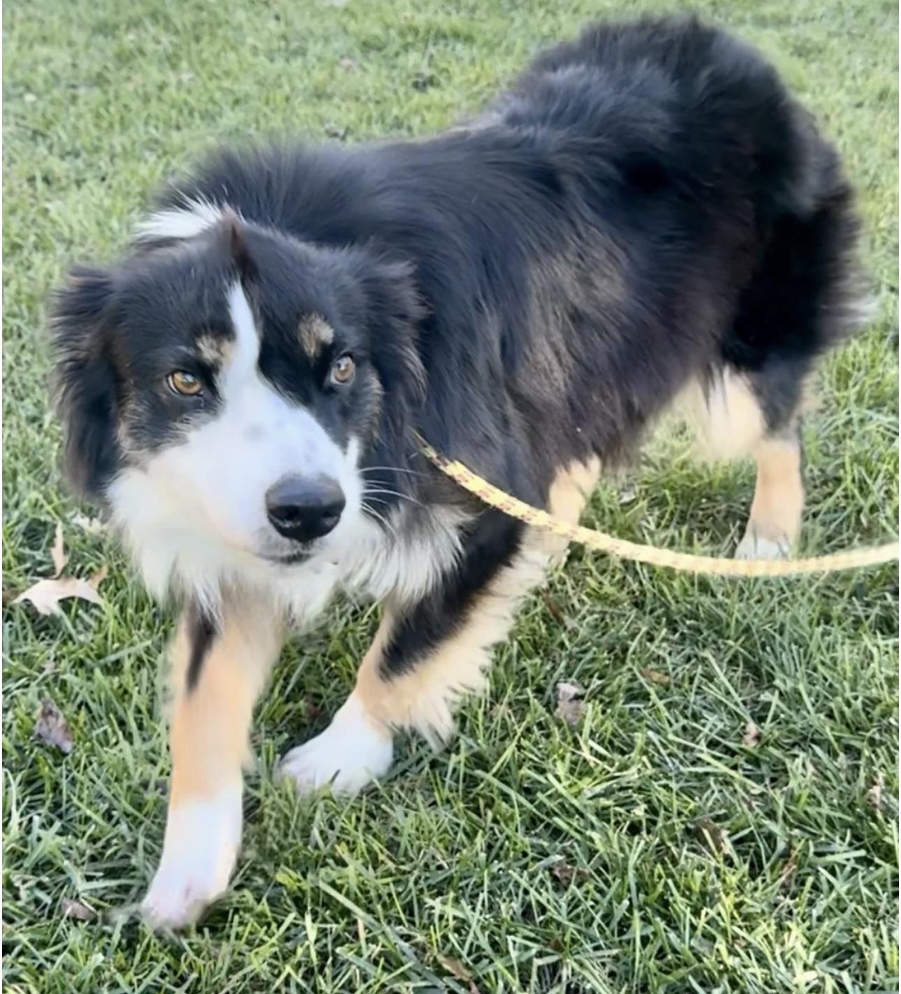 Shyla, Adoptable, Adult Female Australian Shepherd.