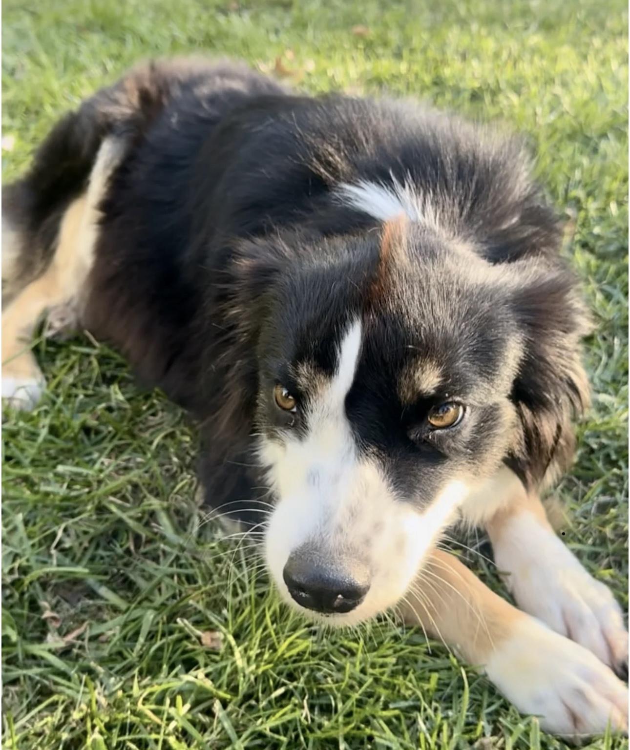 Shyla, a Adoptable Australian Shepherd in Overland Park, KS image 2/6