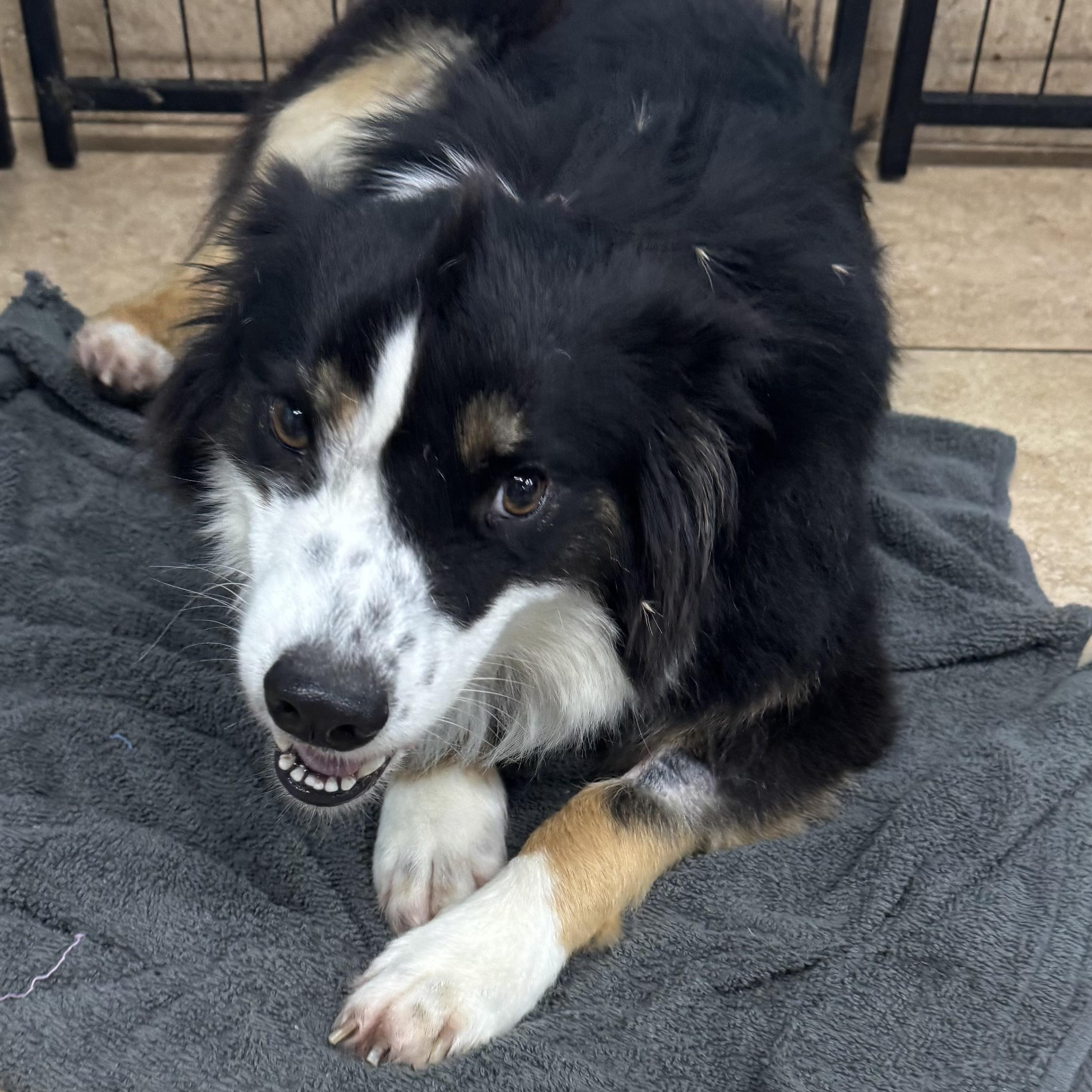 Shyla, a Adoptable Australian Shepherd in Overland Park, KS image 3/6