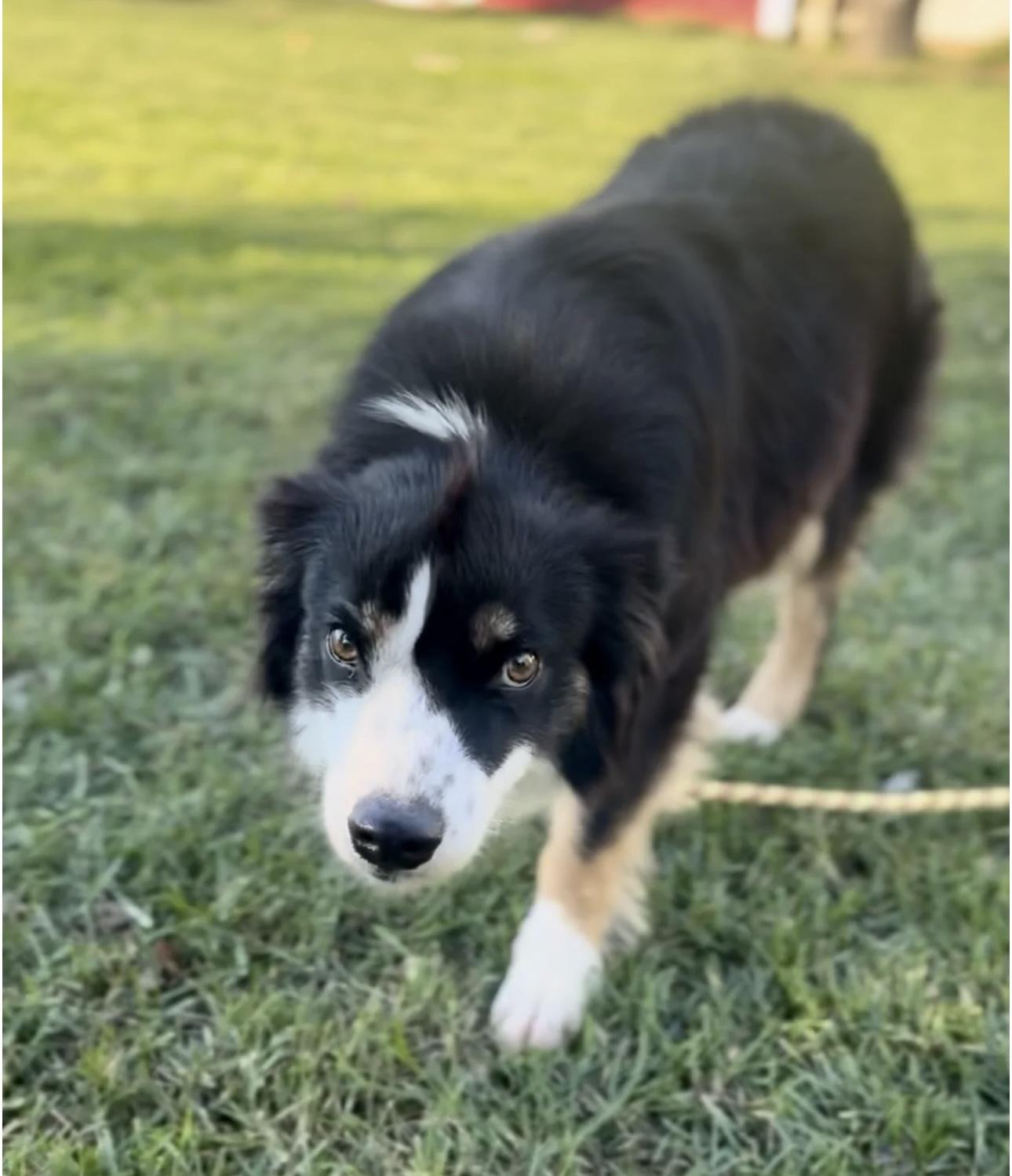 Shyla, a Adoptable Australian Shepherd in Overland Park, KS image 4/6