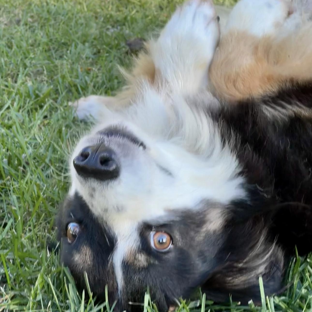 Shyla, a Adoptable Australian Shepherd in Overland Park, KS image 5/6