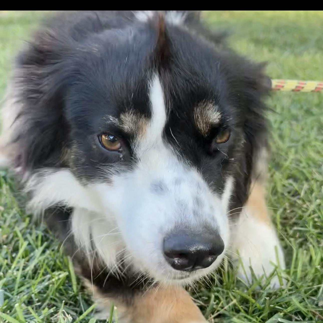 Shyla, a Adoptable Australian Shepherd in Overland Park, KS image 6/6